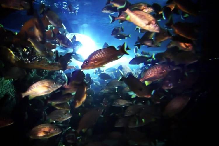 Close up of fish in aquarium.